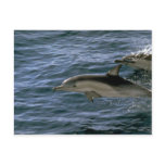 Comn dolphin postcards