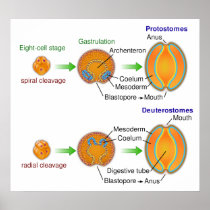 Comparison Chart of Protostomes & Deuterostomes
