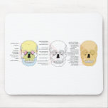 Complete Diagram of the Front of the Human Skull Mouse Pads