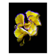 Complex yellow pansy postcards