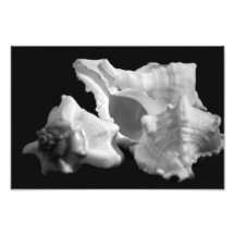 Conch in Black & White Photo