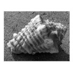 Conch Seashell Sand Beach Postcards