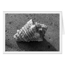 Conch Shell (Black and White) Card