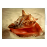 Conch Shell cards