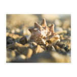 Conch shell post card