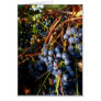 Concord Grape Vines Card