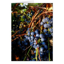 Concord Grape Vines Card