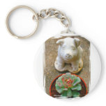 Concrete Sitting Pig with succulent plant Key Chain