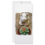 Concrete Sitting Pig with succulent plant Personalized Rack Card