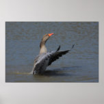 Conducting Greylag Print