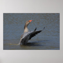 Conducting Greylag Print