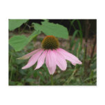 Cone Flower postcards