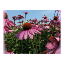 Cone Flowers Postcard