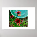Coneflower by birdbath posters