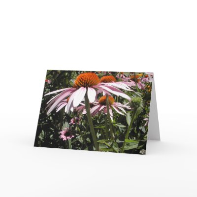 Coneflower Card by flowingcreek