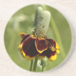 Coneflower Coaster