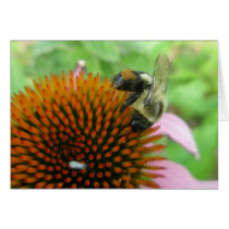 Coneflower & Eastern Carpenter Bee Items Greeting Cards