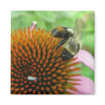 Coneflower & Eastern Carpenter Bee Items Fridge Magnet
