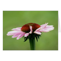 Coneflower Greeting Cards