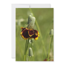 Coneflower Invitations