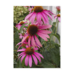 Coneflower post card postcards
