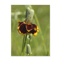 Coneflower Postcard