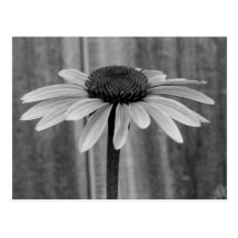 Coneflower Postcards