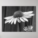 Coneflower posters