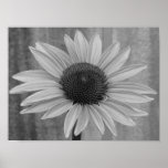 Coneflower posters