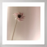 ConeFlower posters
