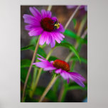 Coneflower Wall Art posters