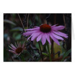 CONEFLOWERS IN FALL cards