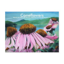 Coneflowers, Postcard