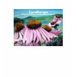 Coneflowers, Tee Shirt