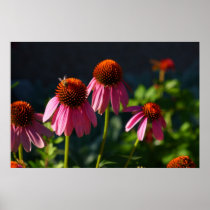 Coneflowers with Visitor poster