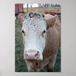 Confused Cow posters