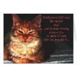 Confusious Cat say: Greeting Card
