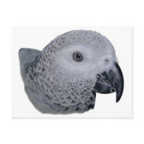 Congo African Grey parrot Post Card