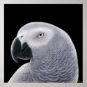Congo African Grey Parrot Poster posters