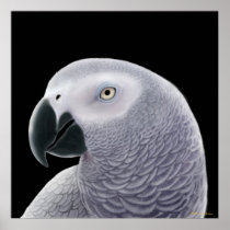 Congo African Grey Parrot Poster
