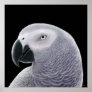 Congo African Grey Parrot Poster