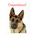 Congratulations German Shepherd Puppy Dog Postcard