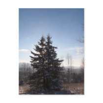conifer post card
