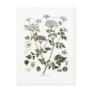 Conium maculatum (Hemlock) Post Card