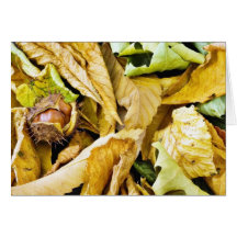 Conker Seed Cards
