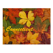 Connecticut Autumn Leaves Postcard