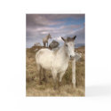 Connemara Ponies cards