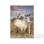 Connemara Ponies cards