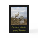 Connemara Pony, Live on the wild side. , Happy ... cards