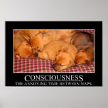 Consciousness: the annoying time between naps (L) posters